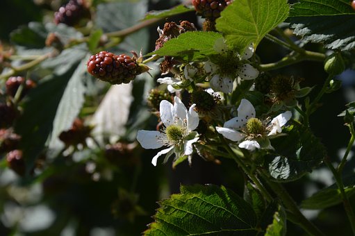 Brombær, Blomstre, Natur, Umoden Frugt