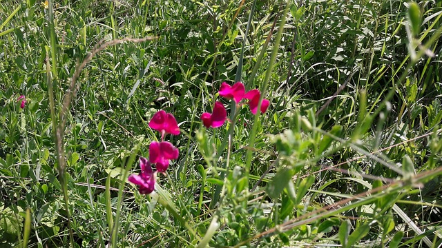 Free Contrast Meadow photo and picture