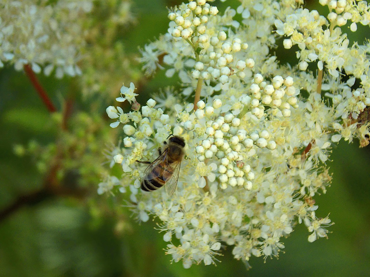Biene Holunder Natur - Kostenloses Foto auf Pixabay - Pixabay