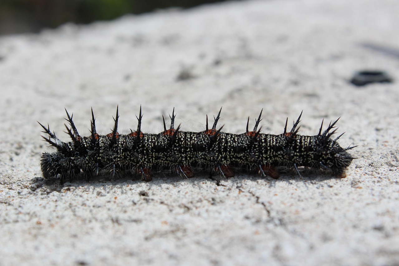 Caterpillar Worm Nature Free photo on Pixabay Pixabay