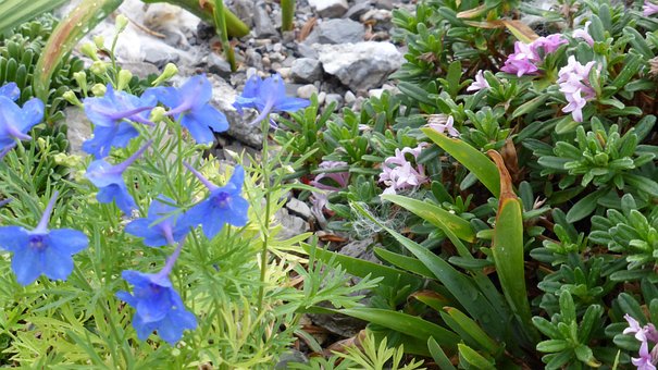 Free Flower Nature photo and picture