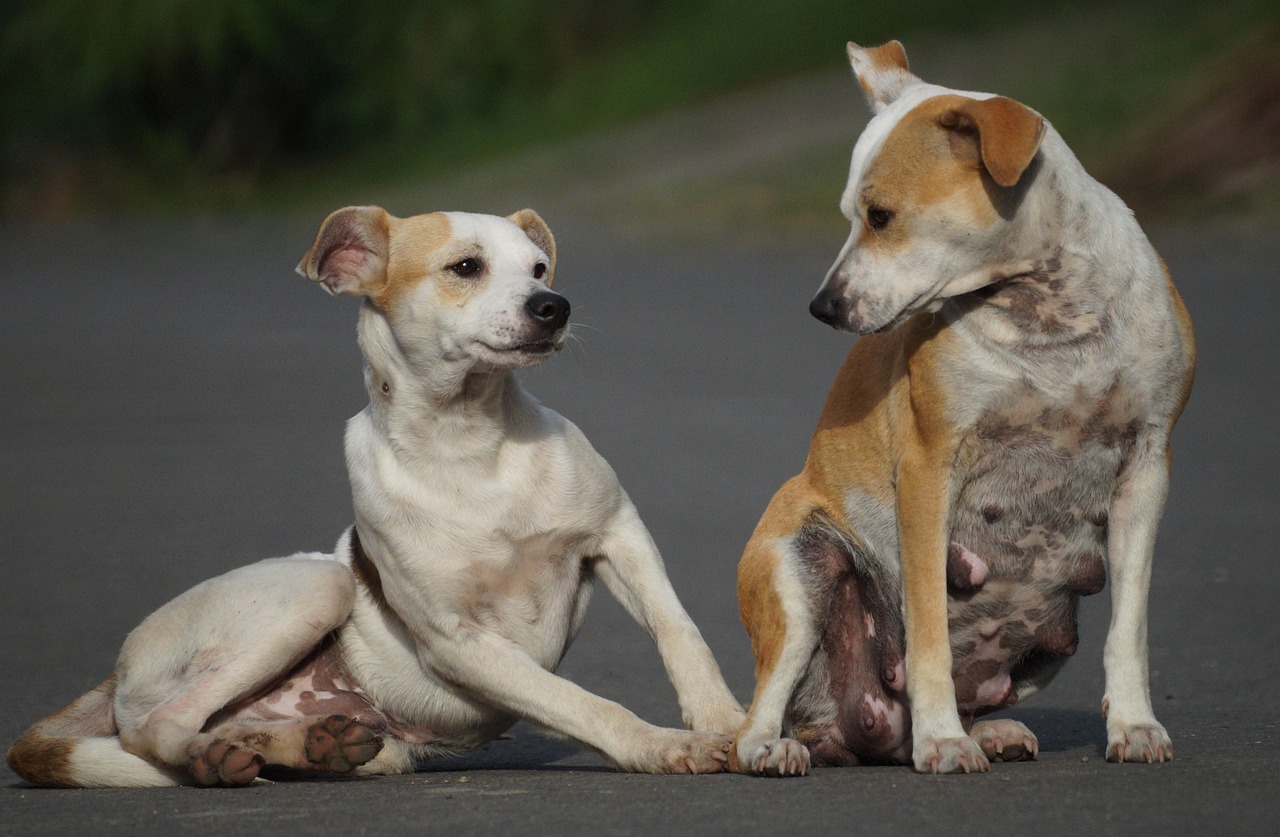Funny - free online jigsaw puzzle photo