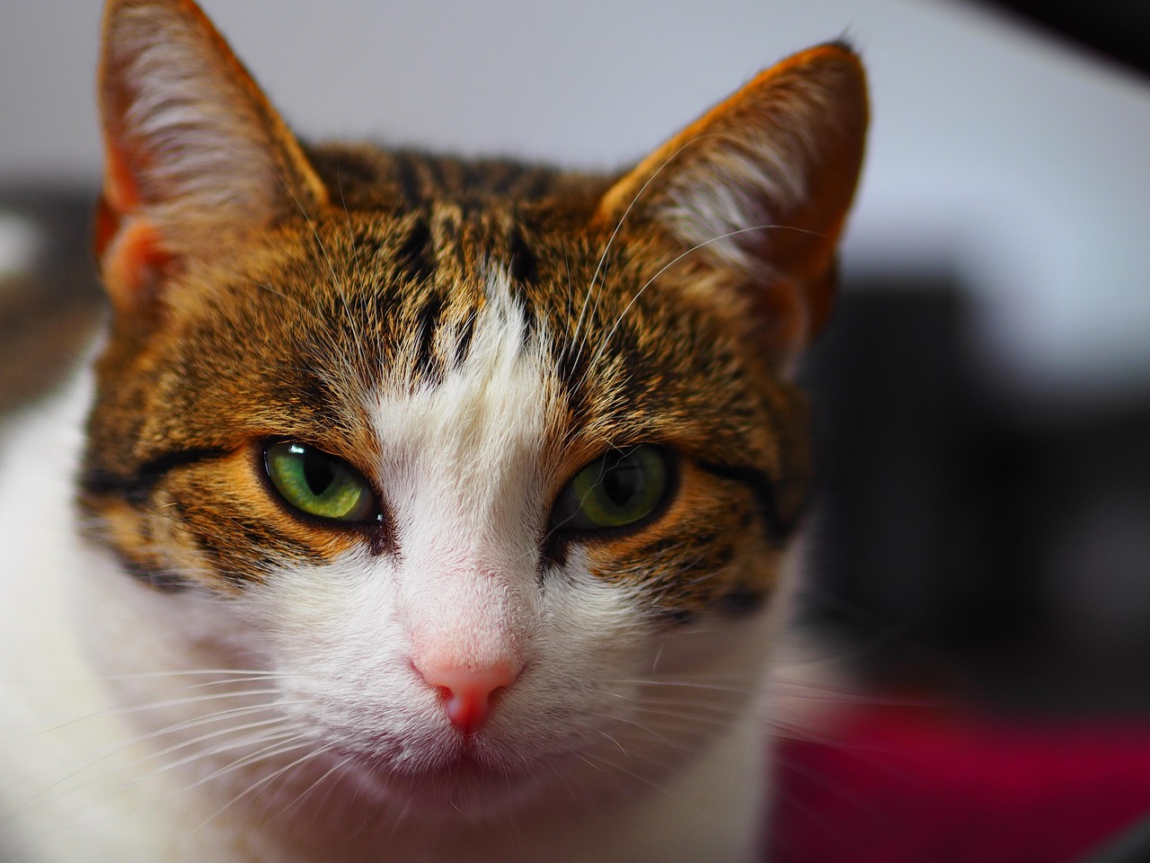 Gato Animal Gatinho - Foto gratuita no Pixabay - Pixabay