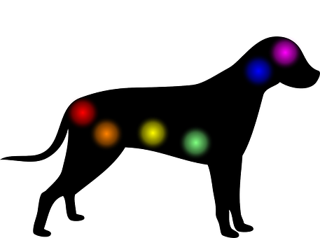 Aura, Chakra, Perro, Animal, Homeopatía