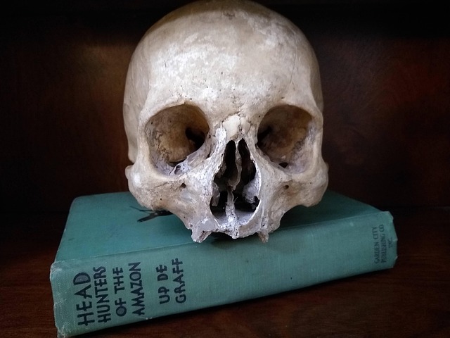 Uman, Craniu, Oase, Schelet, Anatomie