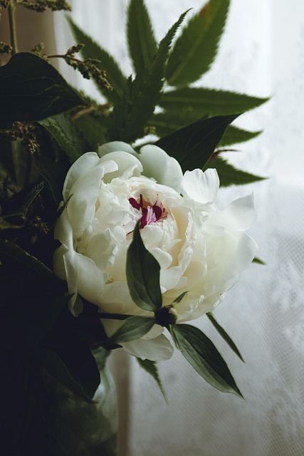 Free Macro Flower Background photo and picture
