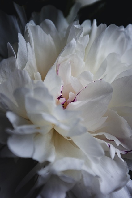 Free Macro Flowers photo and picture