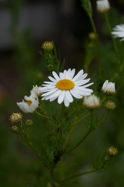 Free Macro Flower Wallpaper photo and picture