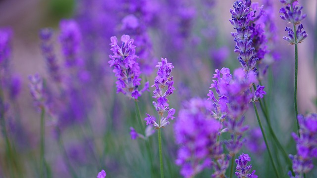 Lavendel, Sommer, Blomst, Urter