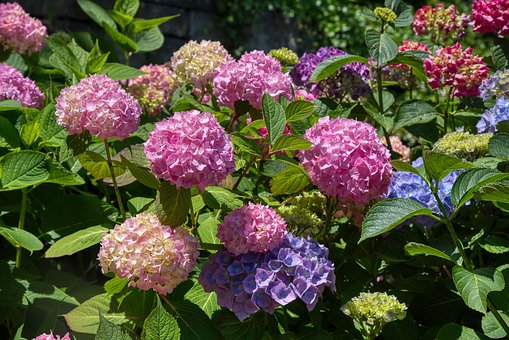 Hortensiaer, Hortensia, Natur