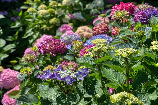 Hortensiaer, Hortensia, Blomsterstand