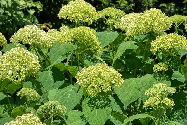 Free Hydrangeas Hydrangea photo and picture