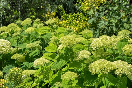 Hortensiaer, Natur, Hortensia