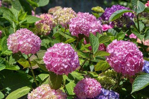 Hortensiaer, Natur, Hortensia