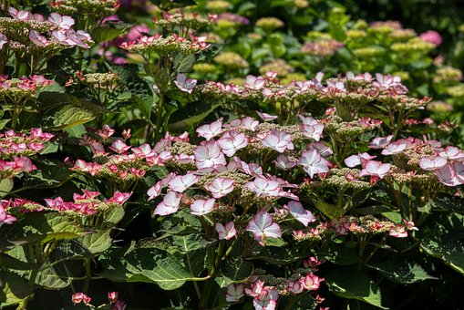 Hortensiaer, Hortensia, Blomsterstand