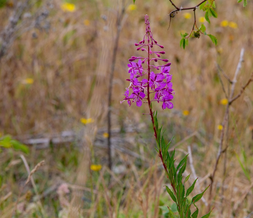 Fireweed Rosebay柳ハーブ ヤナギラン Pixabayの無料写真