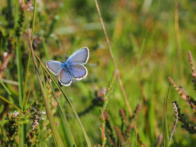 Natur, Neuer Wald, Hampshire, Pflanzen