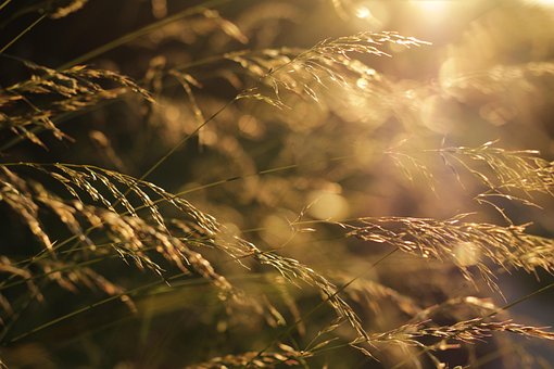 Gras, Tegen, Gouden Zonsondergang