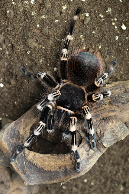 Free Tarantula Spider photo and picture