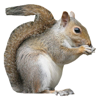 Free Squirrel Eating Nut Animal illustration and picture