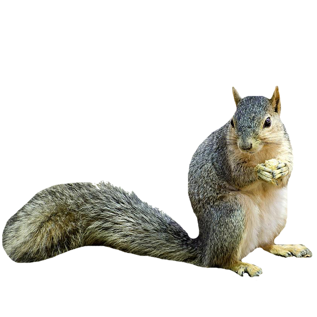 Download Squirrel Holding Nut, Animal, Squirrel. RoyaltyFree Stock