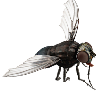 Free Fly Insect photo and picture