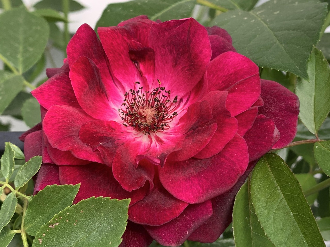 Red Pink Rose Free photo on Pixabay Pixabay
