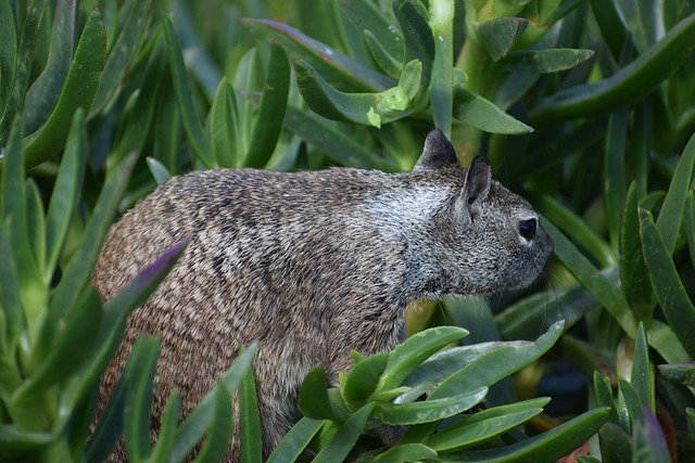Free Wildlife Squirrel photo and picture