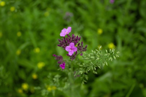 Free Beautiful Closeup photo and picture