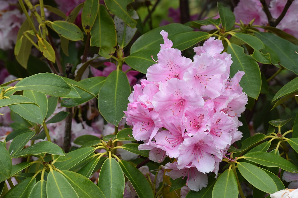 シャクナゲの花 ピンクの花 ツツジ Pixabayの無料写真