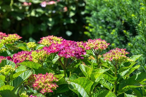 Hortensiaer, Hortensia, Blomsterstand