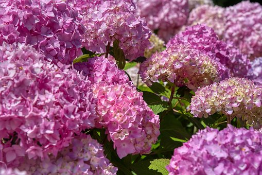 Hortensiaer, Hortensia, Blomsterstand