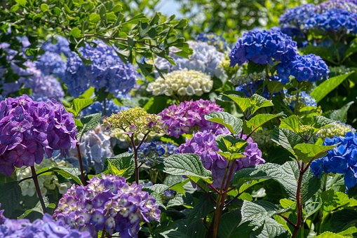 Hortensiaer, Hortensia, Blomsterstand