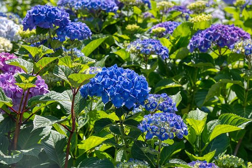 Hortensiaer, Hortensia, Blomsterstand