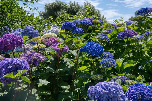 Hortensiaer, Hortensia, Blomsterstand