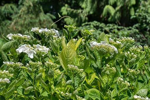 Hortensiaer, Hortensia, Blomsterstand