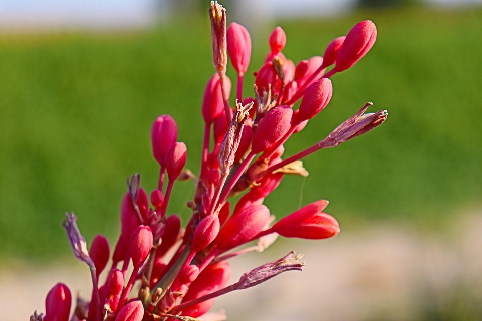 Flor Rja Flor Roja Doha Qatar - Foto gratis en Pixabay
