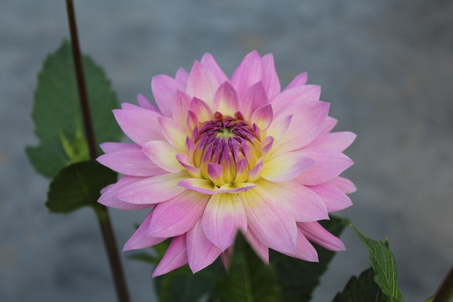 Free Dahlia Flower photo and picture