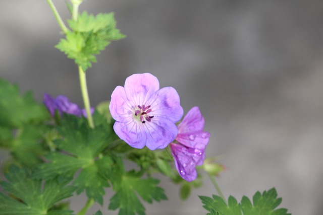 Free Flower Beautiful Flowers photo and picture