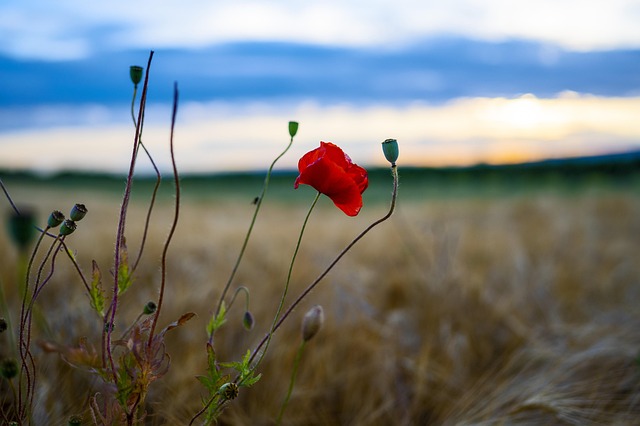 Free Poppy Lonliness photo and picture