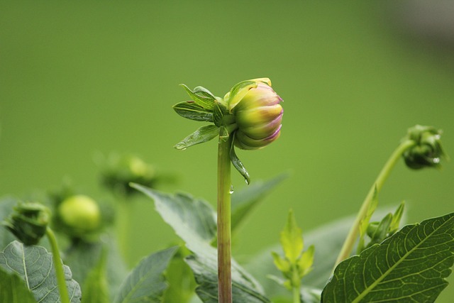 Free Dahlia Bud photo and picture
