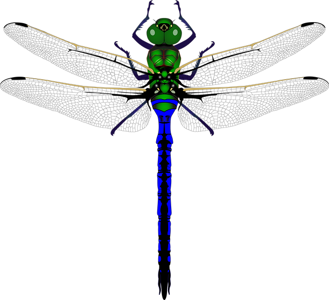 Free dragonfly green insect illustration