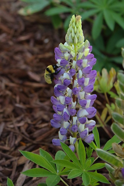 Hummel, Lupine Flower, Lila, Lupine