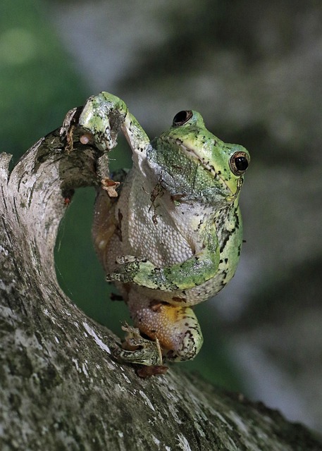 Laubfrosch, Grün, Frosch, Amphibie