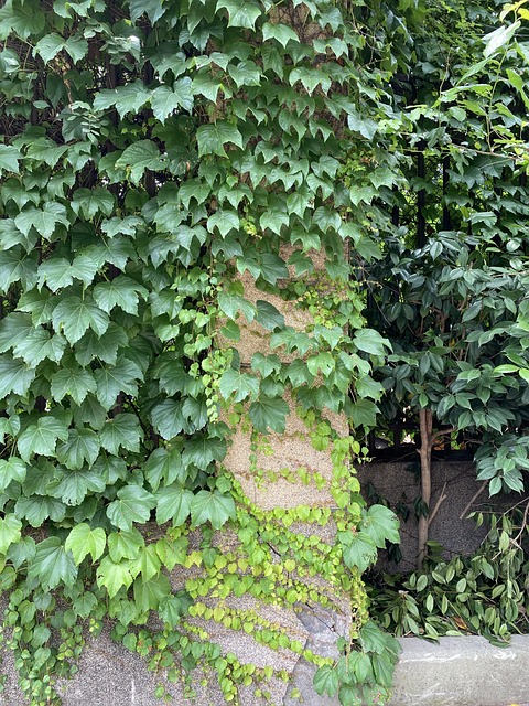 Free Vine Wall Tiger photo and picture