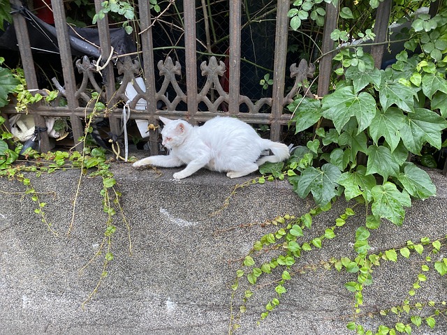 Free Cat Green photo and picture