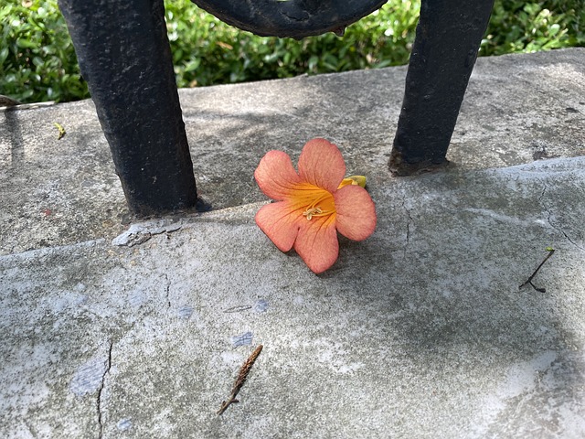 Free Flower Red photo and picture