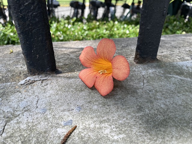 Free Flower Red photo and picture