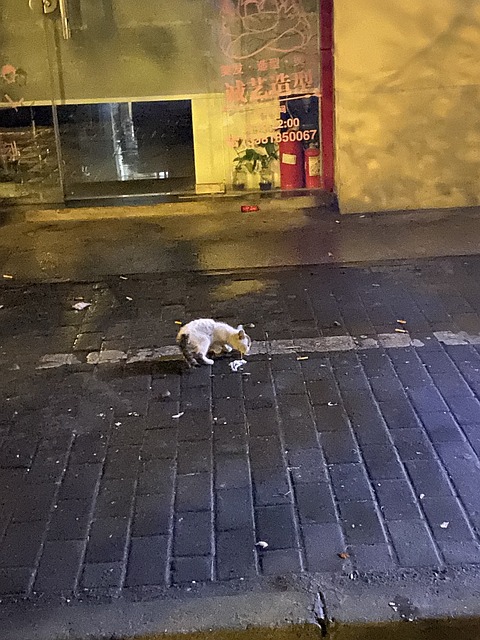 Free Rain Cat photo and picture