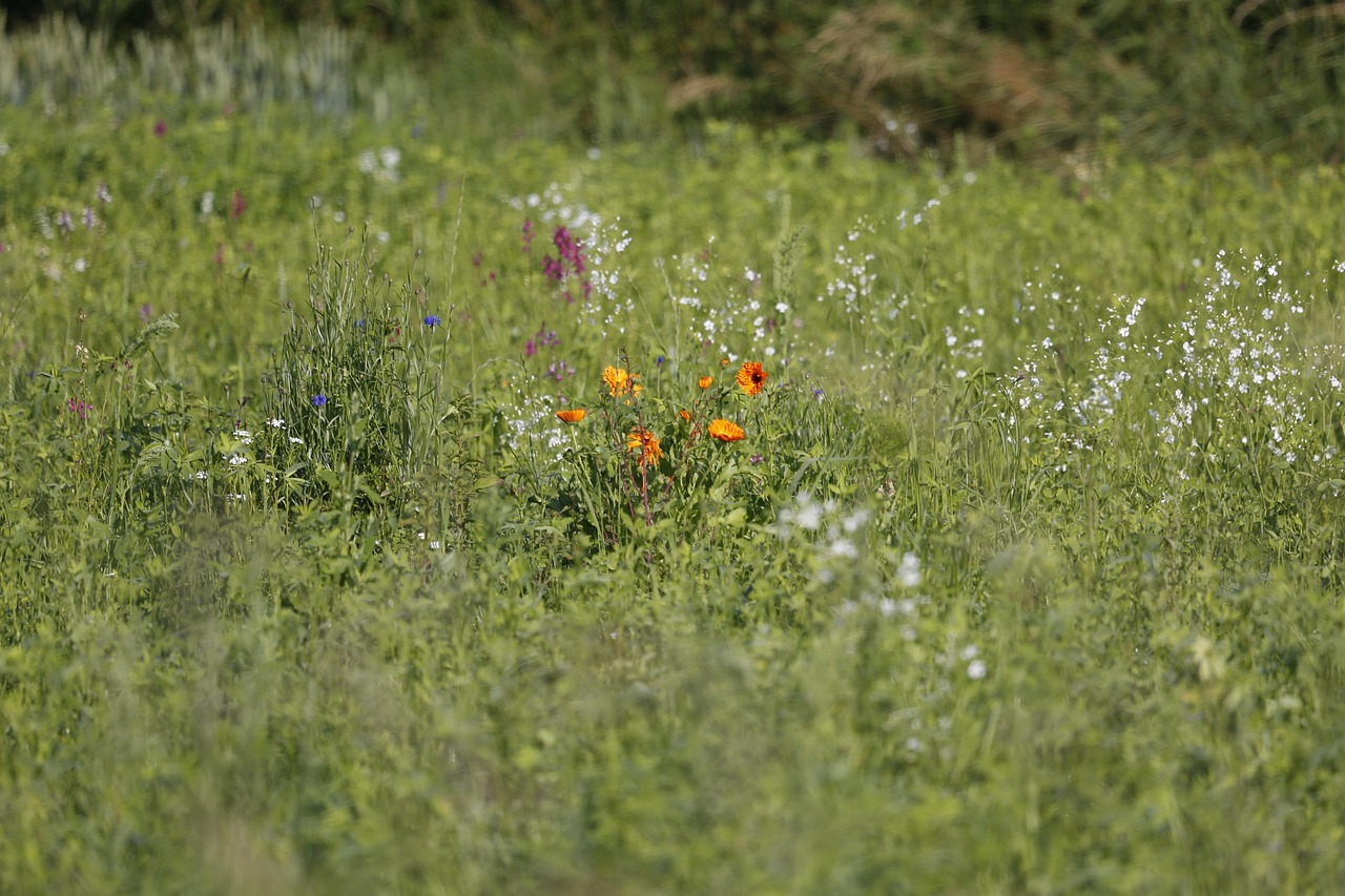 Blomma Blomning Grön - Gratis foto på Pixabay - Pixabay